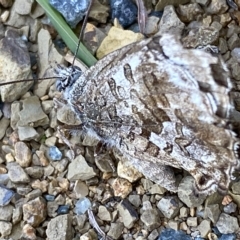 Ogyris amaryllis at Stromlo, ACT - 7 Mar 2023