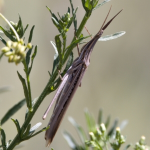 Acrida conica at Stromlo, ACT - 26 Feb 2023 03:28 PM