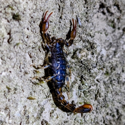 Cercophonius squama (Wood Scorpion) at Mount Field, TAS - 4 Mar 2023 by HelenCross