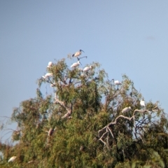 Platalea regia (Royal Spoonbill) at Cullivel, NSW - 7 Mar 2023 by Darcy