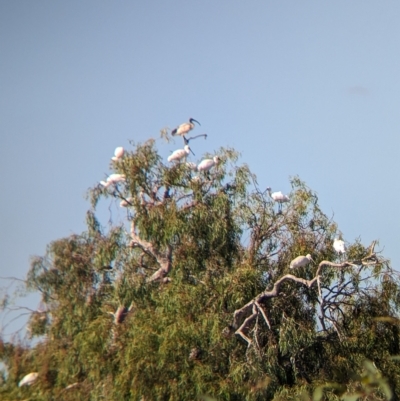 Platalea regia (Royal Spoonbill) at Cullivel, NSW - 6 Mar 2023 by Darcy