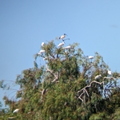 Platalea regia at Cullivel, NSW - 7 Mar 2023