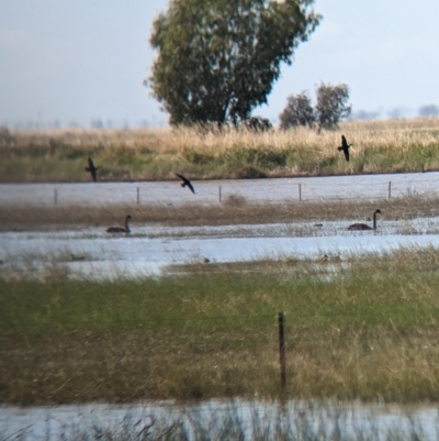 Cygnus atratus (Black Swan) at Cullivel, NSW - 6 Mar 2023 by Darcy