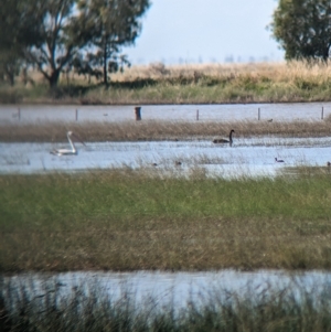 Cygnus atratus at Cullivel, NSW - 7 Mar 2023