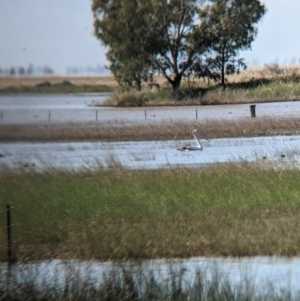 Pelecanus conspicillatus at Cullivel, NSW - 7 Mar 2023