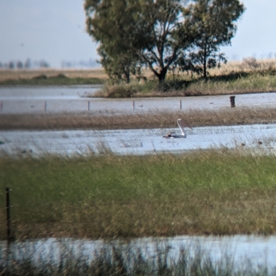 Pelecanus conspicillatus (Australian Pelican) at Cullivel, NSW - 7 Mar 2023 by Darcy