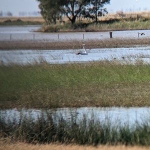 Pelecanus conspicillatus at Cullivel, NSW - 7 Mar 2023