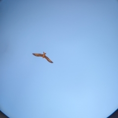 Milvus migrans (Black Kite) at Cullivel, NSW - 7 Mar 2023 by Darcy