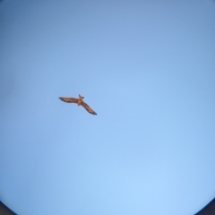 Milvus migrans (Black Kite) at Cullivel, NSW - 6 Mar 2023 by Darcy