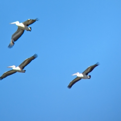 Pelecanus conspicillatus (Australian Pelican) at Cullivel, NSW - 7 Mar 2023 by Darcy