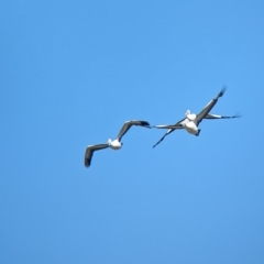 Pelecanus conspicillatus at Cullivel, NSW - 7 Mar 2023