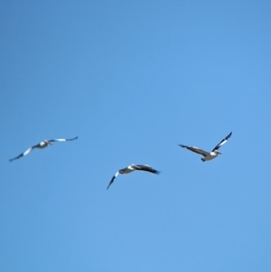 Pelecanus conspicillatus at Cullivel, NSW - 7 Mar 2023