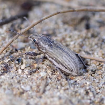 Naupactus leucoloma (White-fringed weevil) at Stromlo, ACT - 26 Feb 2023 by KorinneM