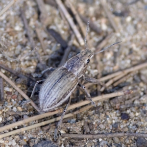 Naupactus leucoloma at Stromlo, ACT - 26 Feb 2023 02:49 PM