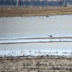 Himantopus leucocephalus (Pied Stilt) at Cullivel, NSW - 7 Mar 2023 by Darcy