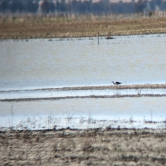 Himantopus leucocephalus (Pied Stilt) at Cullivel, NSW - 7 Mar 2023 by Darcy