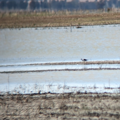 Himantopus leucocephalus (Pied Stilt) at Cullivel, NSW - 7 Mar 2023 by Darcy