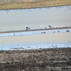 Chroicocephalus novaehollandiae (Silver Gull) at Cullivel, NSW - 7 Mar 2023 by Darcy