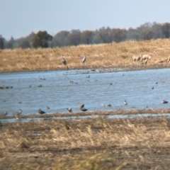 Antigone rubicunda (Brolga) at Cullivel, NSW - 7 Mar 2023 by Darcy