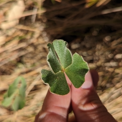 Marsilea drummondii (Common Nardoo) at Walla Walla, NSW - 7 Mar 2023 by Darcy