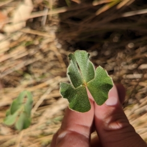 Marsilea drummondii at Walla Walla, NSW - 7 Mar 2023