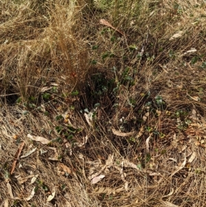 Marsilea drummondii at Walla Walla, NSW - 7 Mar 2023