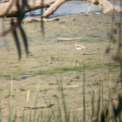 Thinornis melanops (Black-fronted Dotterel) at Walla Walla, NSW - 7 Mar 2023 by Darcy