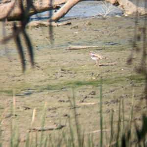 Charadrius melanops at Walla Walla, NSW - 7 Mar 2023