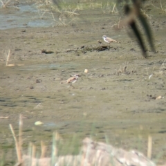 Charadrius melanops at Walla Walla, NSW - 7 Mar 2023