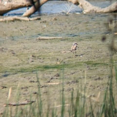 Charadrius melanops at Walla Walla, NSW - 7 Mar 2023