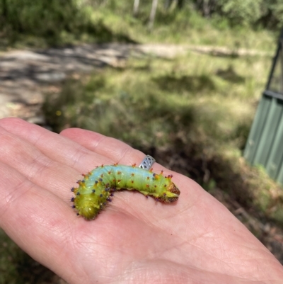 Opodiphthera eucalypti (Emperor Gum Moth) at Paddys River, ACT - 7 Mar 2023 by teeniiee