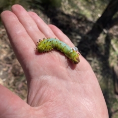 Opodiphthera eucalypti at Paddys River, ACT - 7 Mar 2023