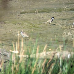 Erythrogonys cinctus (Red-kneed Dotterel) at Walla Walla, NSW - 7 Mar 2023 by Darcy