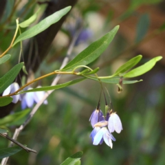 Billardiera heterophylla (Western Australian Bluebell Creeper) at O'Connor, ACT - 10 Feb 2023 by ConBoekel