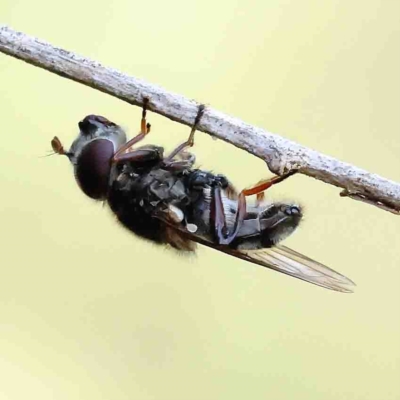 Psilota sp. (genus) (Hover fly) at O'Connor, ACT - 11 Feb 2023 by ConBoekel