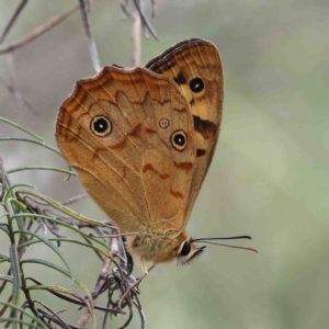 Heteronympha paradelpha at O'Connor, ACT - 11 Feb 2023 03:08 PM