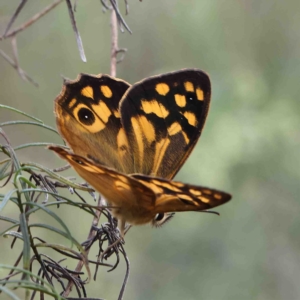 Heteronympha paradelpha at O'Connor, ACT - 11 Feb 2023 03:08 PM