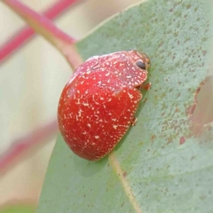 Paropsis variolosa at O'Connor, ACT - 11 Feb 2023