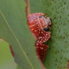 Paropsis variolosa at O'Connor, ACT - 11 Feb 2023