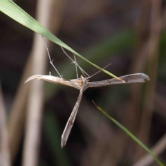 Platyptilia celidotus (Plume Moth) at O'Connor, ACT - 11 Feb 2023 by ConBoekel