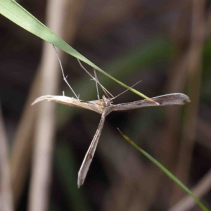 Platyptilia celidotus at O'Connor, ACT - 11 Feb 2023