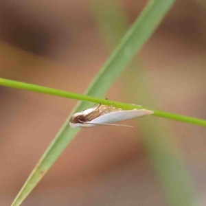 Scieropepla polyxesta at O'Connor, ACT - 11 Feb 2023