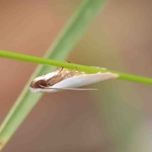 Scieropepla polyxesta at O'Connor, ACT - 11 Feb 2023