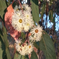 Eucalyptus macrorhyncha (Red Stringybark) at Bonython, ACT - 7 Mar 2023 by michaelb