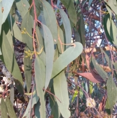 Eucalyptus macrorhyncha at Bonython, ACT - 7 Mar 2023 06:35 PM