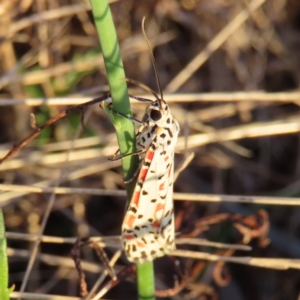 Utetheisa pulchelloides at Kambah, ACT - 7 Mar 2023