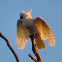 Cacatua galerita (Sulphur-crested Cockatoo) at Kambah, ACT - 7 Mar 2023 by MatthewFrawley