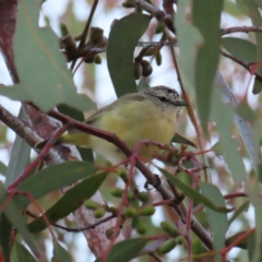 Acanthiza chrysorrhoa (Yellow-rumped Thornbill) at Kambah, ACT - 7 Mar 2023 by MatthewFrawley