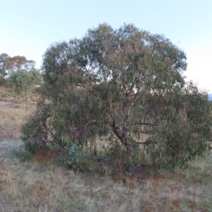 Eucalyptus nortonii at Mount Taylor - 7 Mar 2023 07:28 PM