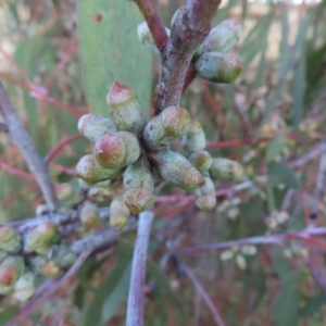 Eucalyptus nortonii at Mount Taylor - 7 Mar 2023 07:28 PM